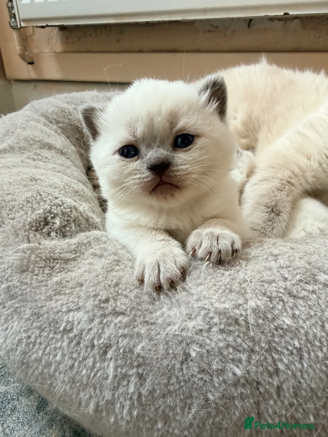 British Shorthair cats for sale: Beautiful Colour point British Shorthair Kittens - Advert 1