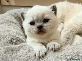 British Shorthair cats Beautiful Colour point British Shorthair Kittens - Advert 1