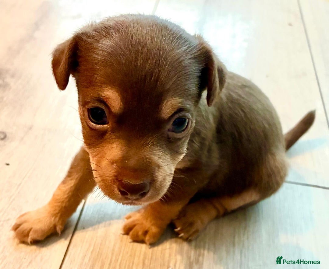 Jack Russell dogs for sale: Miniature Jack Russel Pups for sale - Advert 20