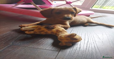 Mixed Breed dogs - Advert 11