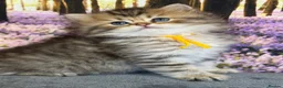British Longhair cats for sale: British LH adorable golden kittens TICA  - Advert 15