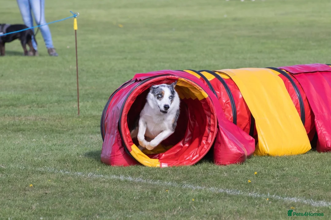 Border Collie dogs for stud: (provide) tr blue Merle border collie  in Otley - Advert 5