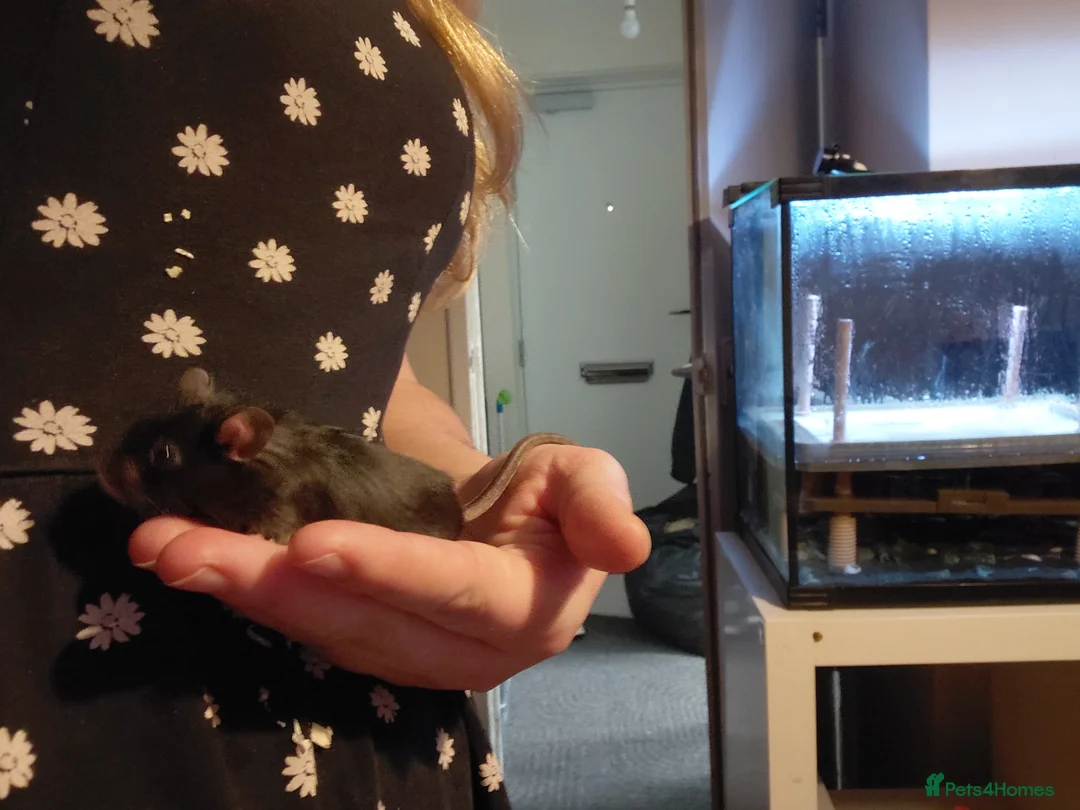 Mouse rodents for sale: Two male mice - Advert 5