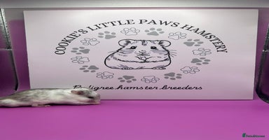 Hamster rodents - Advert 8