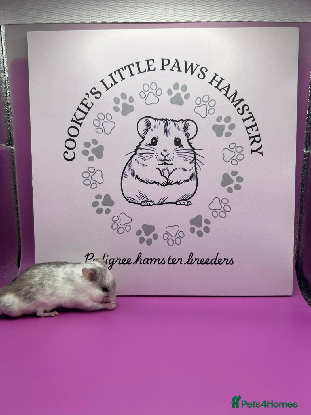 Hamster rodents for sale: Pedigree Chinese hamsters  - Image 2