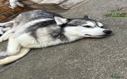 Siberian Husky dogs for sale: 2 year old Siberian husky  - Image 4