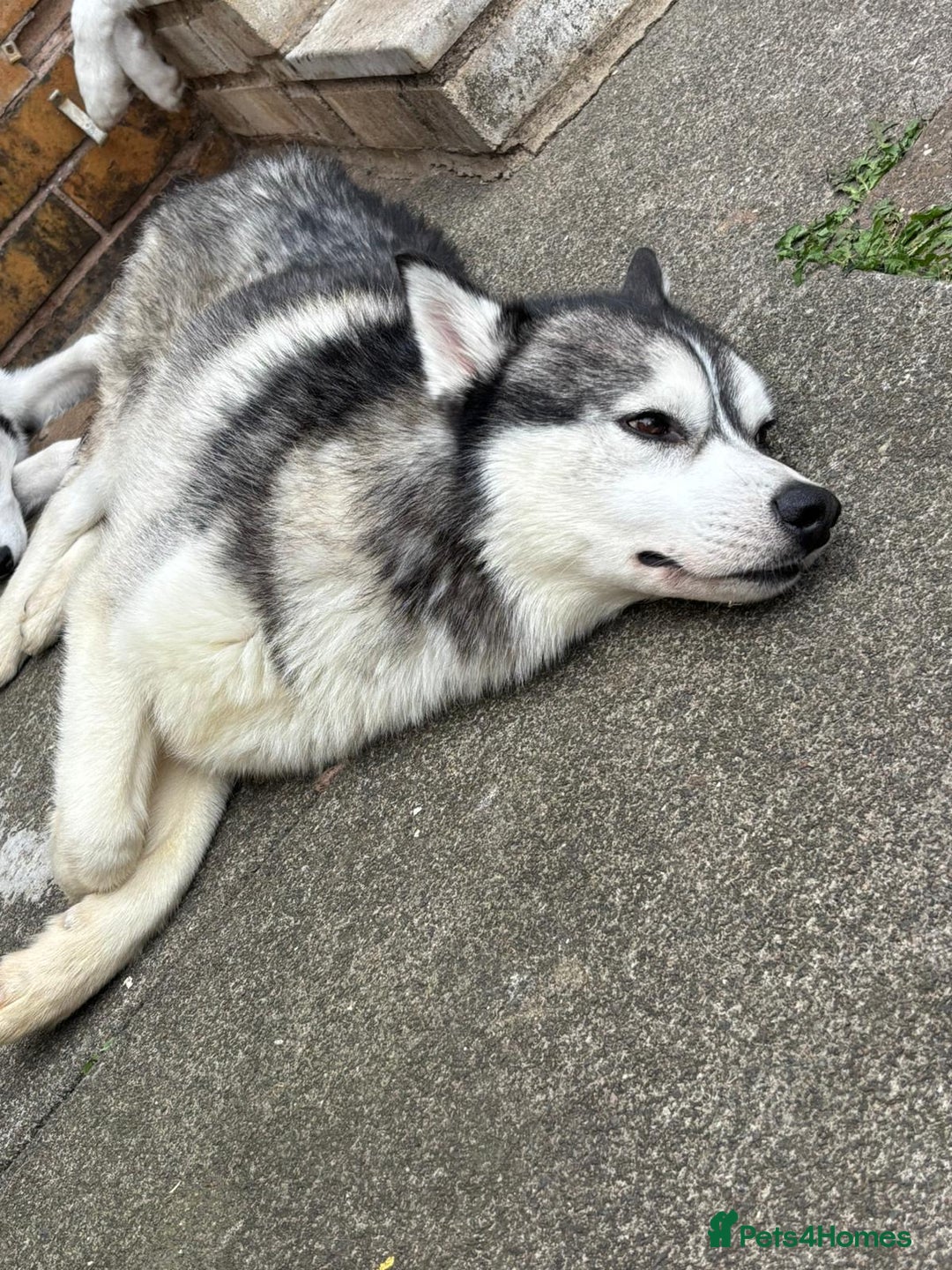 Siberian Husky dogs for sale: 2 year old Siberian husky  - Image 4
