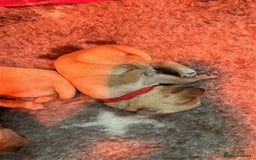 Labrador Retriever dogs for sale: Labrador Puppies Looking for Their Forever Homes!  - Image 13