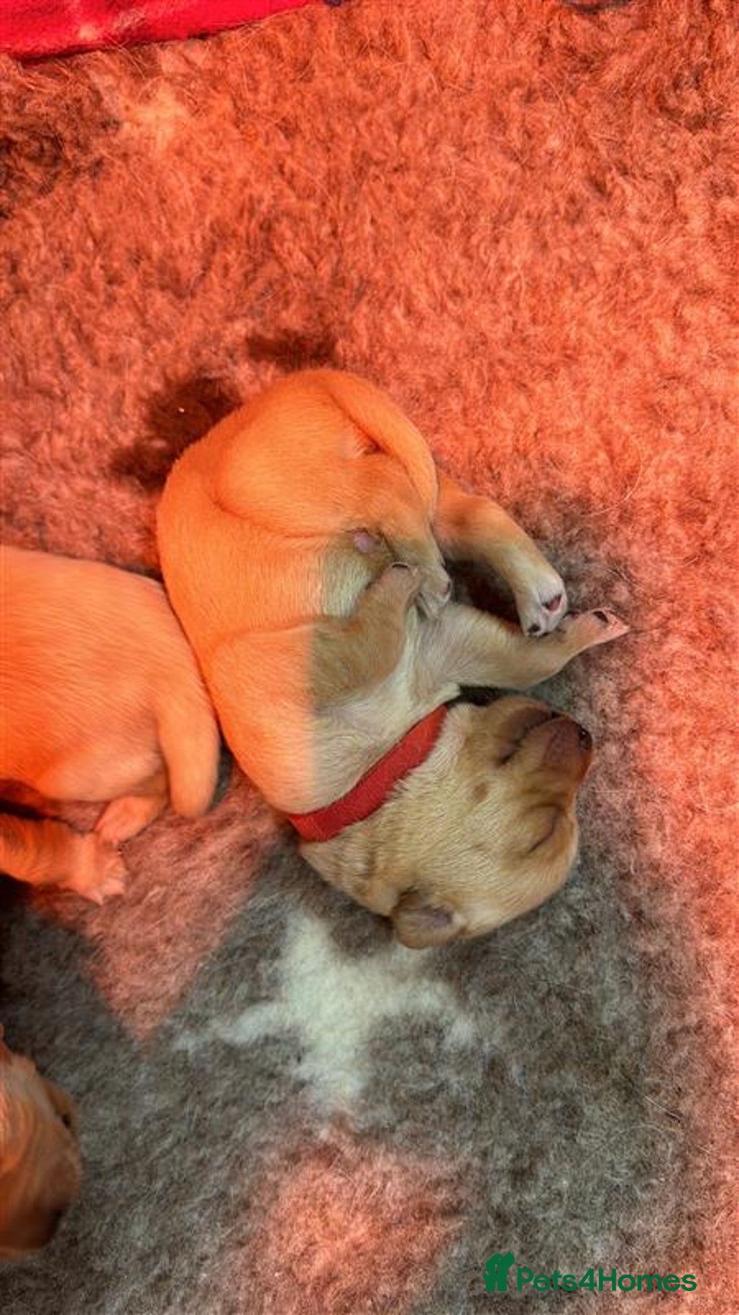 Labrador Retriever dogs for sale: Labrador Puppies Looking for Their Forever Homes!  - Image 13
