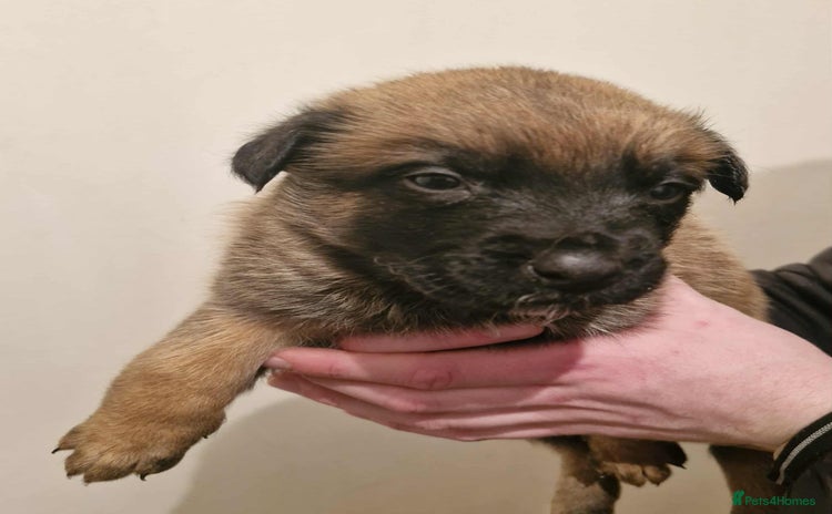Belgian Shepherd Dog dogs - Advert 5