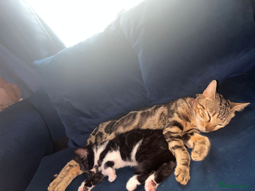Bengal cats for sale: Begal named sahara  - Image 1