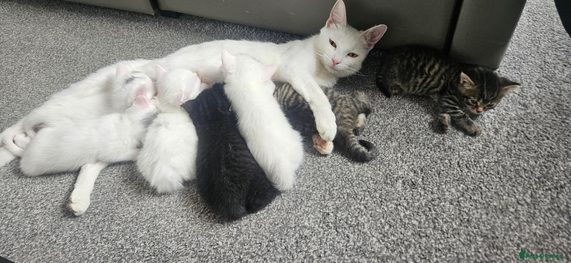 Mixed Breed cats Beautiful Kittens  - Advert 1