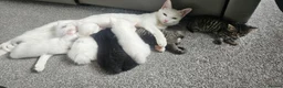 Mixed Breed cats for sale: Beautiful Kittens  in Swadlincote - Advert 1