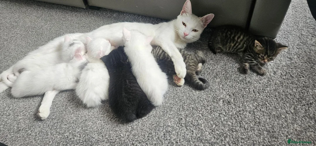 Mixed Breed cats for sale: Beautiful Kittens  in Swadlincote - Advert 1