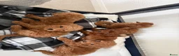 Miniature Poodle dogs for sale: Beautiful Miniature poodle puppies  in Thetford - Advert 12