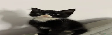 Kitten 3 – Male Black & White Tuxedo 🖤🤍