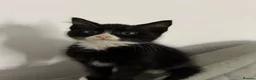 Mixed Breed cats for sale: Adorable Kittens Ready for Their Forever Homes🐾 - Advert 29