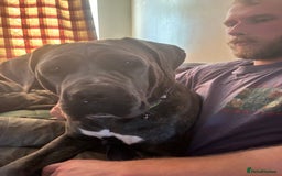 Cane Corso dogs for sale: Bella the Cane Corso  - Image 7