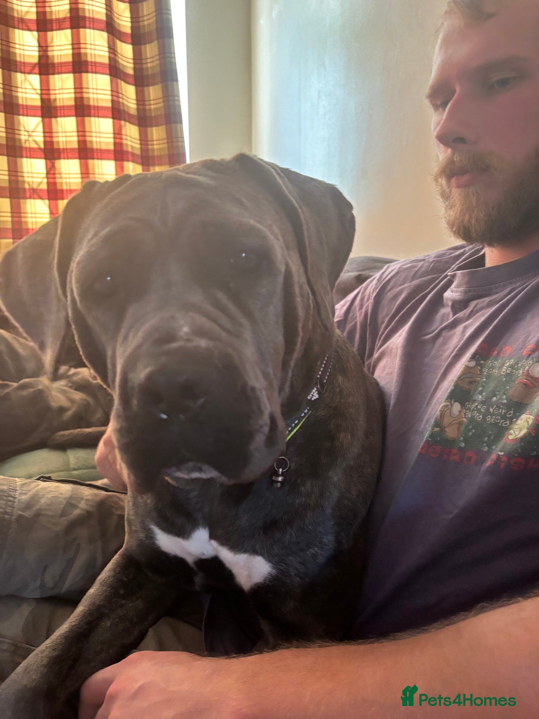 Cane Corso dogs for sale: Bella the Cane Corso  - Image 7