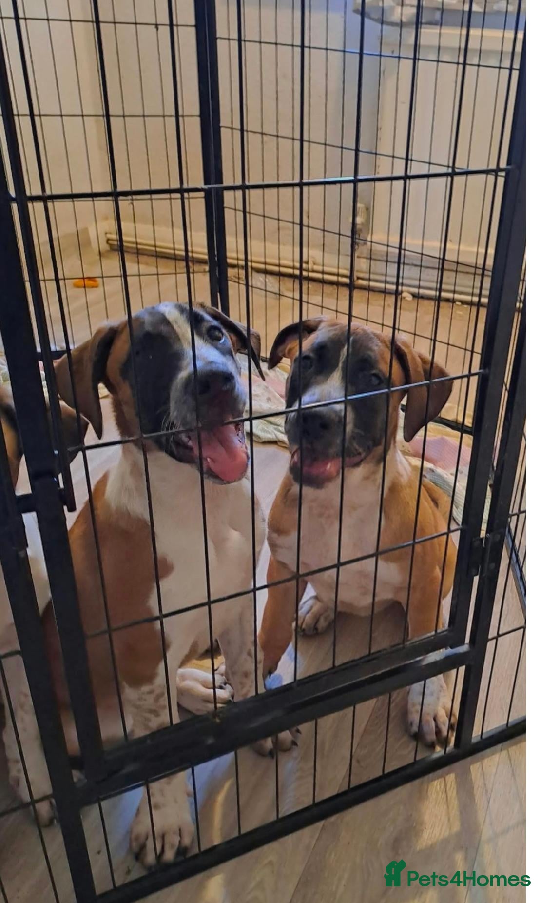 Mixed Breed dogs American bulldog x Belgian Malinois  - Advert 3