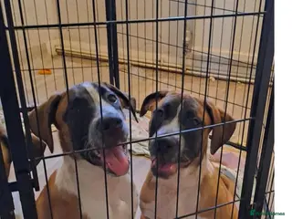 Mixed Breed dogs American bulldog x Belgian Malinois - Advert 3