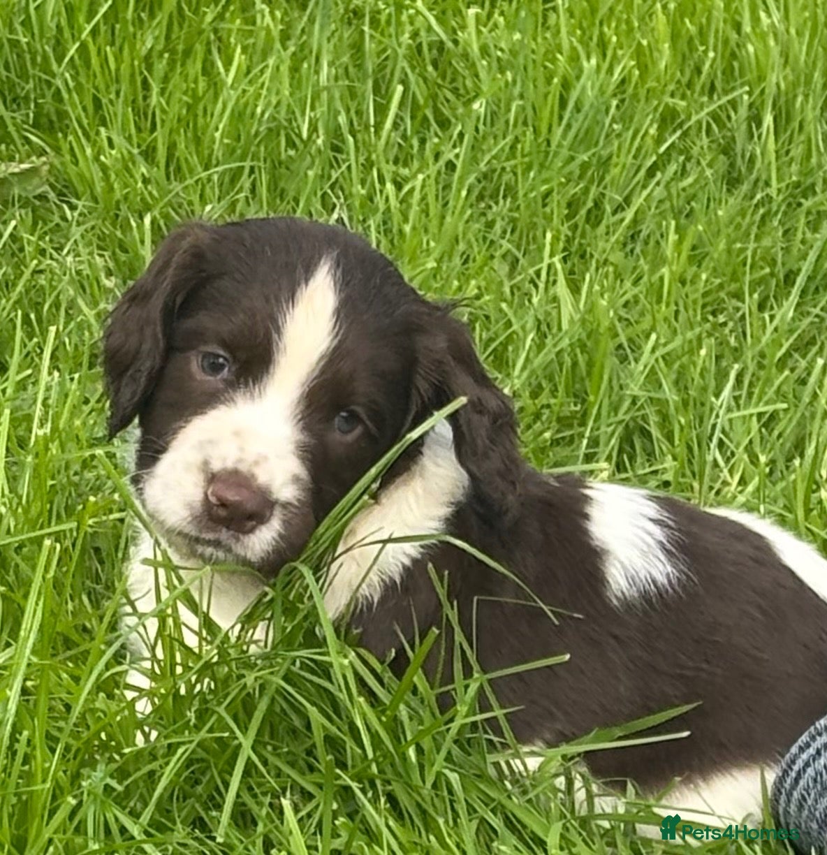 English Springer Spaniel dogs Working English Springer Spaniel Puppies - Advert 1