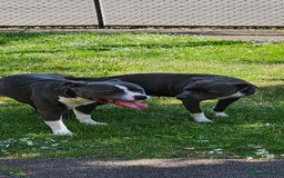 Staffordshire Bull Terrier dogs for sale: Blue&white and white&blue staffie pups - Image 27