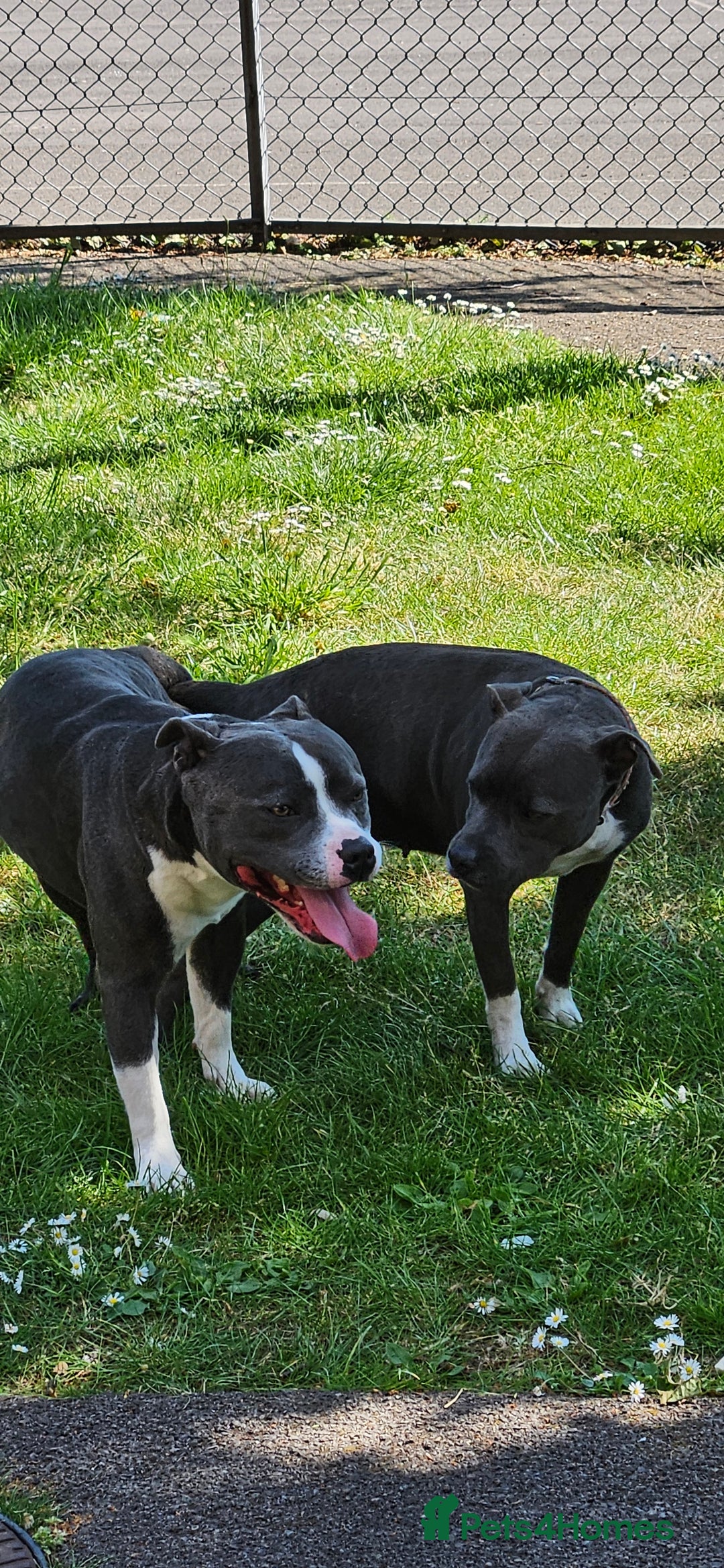 Staffordshire Bull Terrier dogs for sale: Blue&white and white&blue staffie pups - Image 27