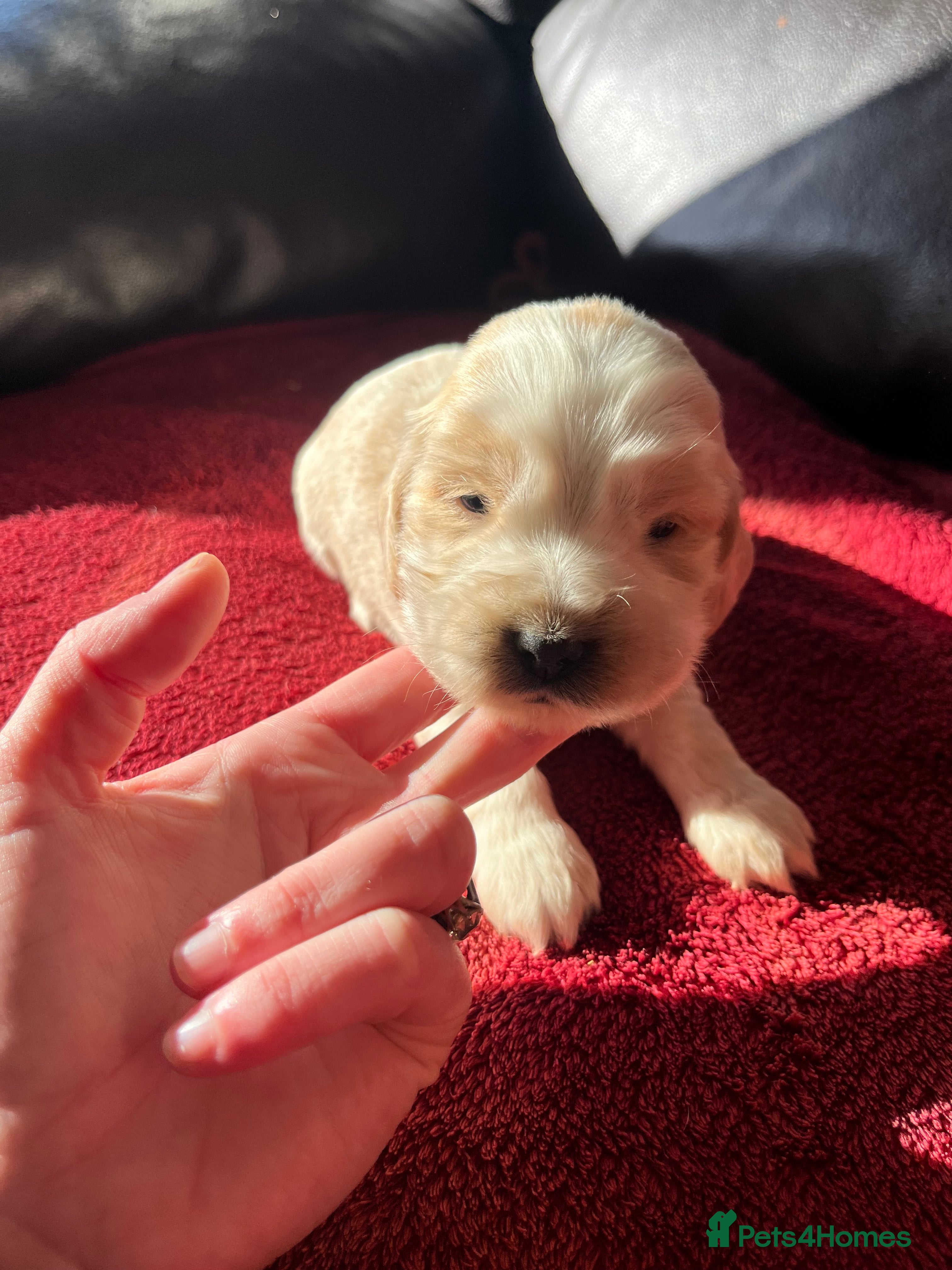 Cocker Spaniel dogs ⭐️KC Registered Show Cocker Spaniels ⭐️ - Advert 2