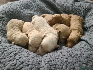 Cockapoo dogs F1B Cockapoos. DNA Tested. Home Raised. - Advert 12