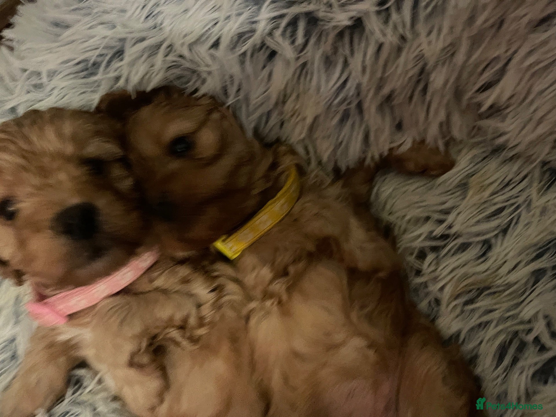Cavapoo dogs Cavapoo puppies, absolutely gorgeous F1 - Advert 2
