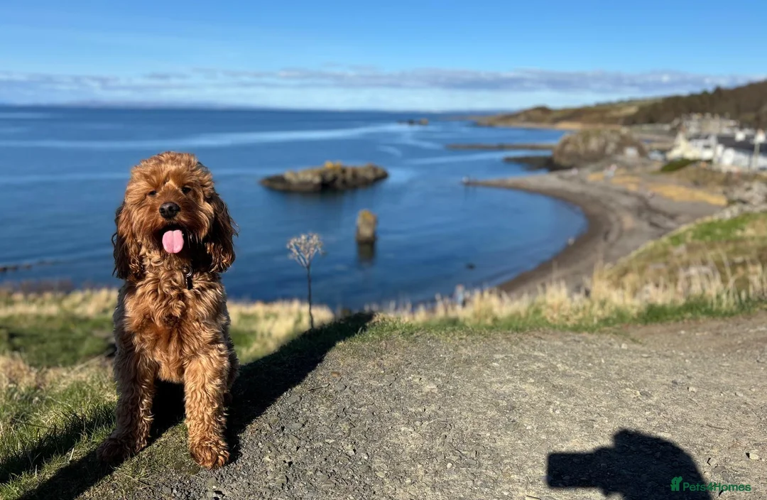 Cockapoo dogs for stud: **PROVEN**Beautiful Red F1 Cockapoo for Stud in Kilmarnock - Advert 2