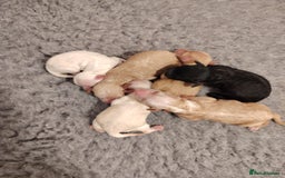 Cockapoo dogs for sale: Stunning F2b cockapoos  - Image 4