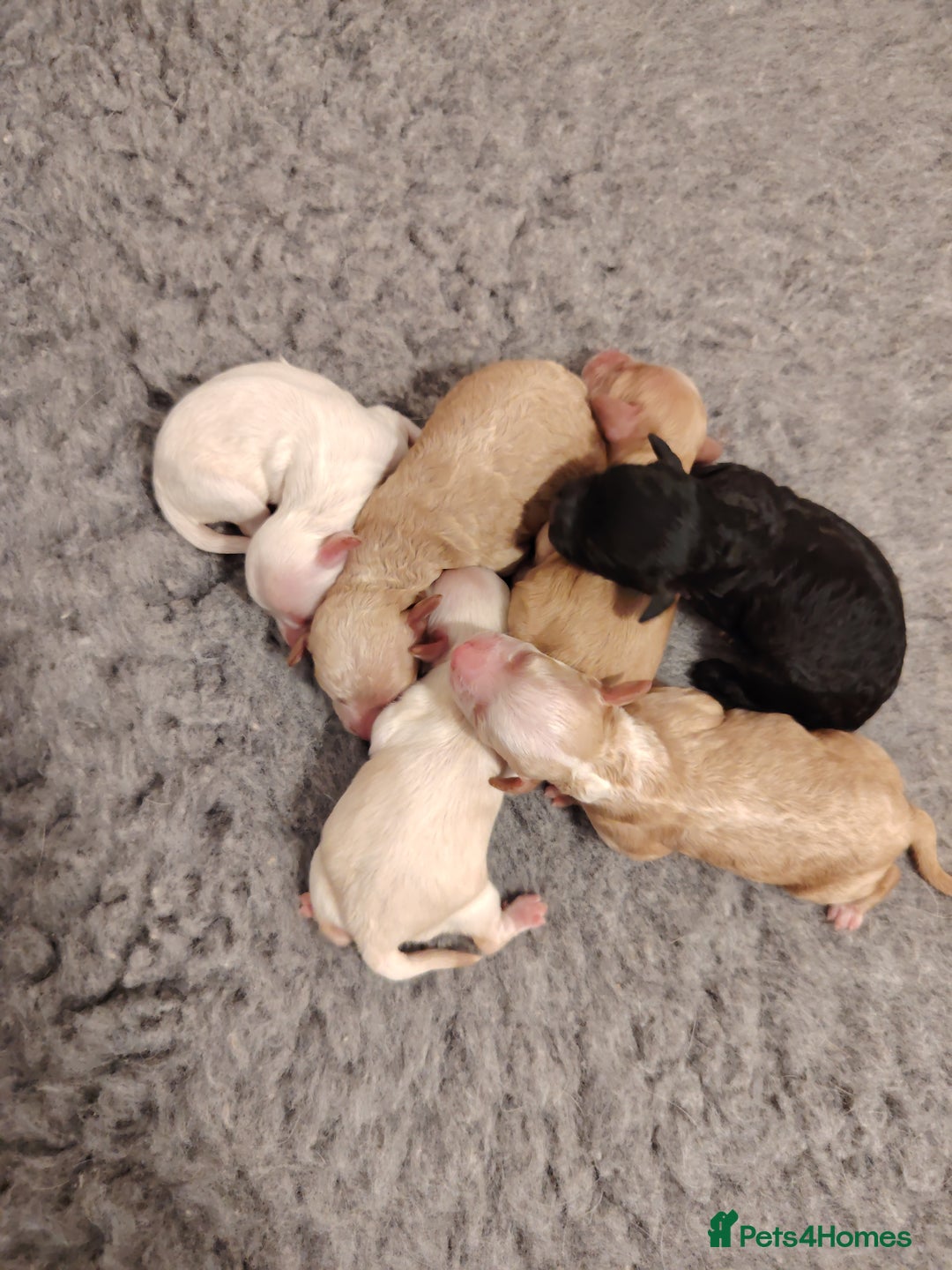 Cockapoo dogs for sale: Stunning F2b cockapoos  - Image 4