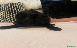 Cockapoo dogs for sale: 4 Stunning and Healthy cockapoos *2 girls 2boys* - Image 18