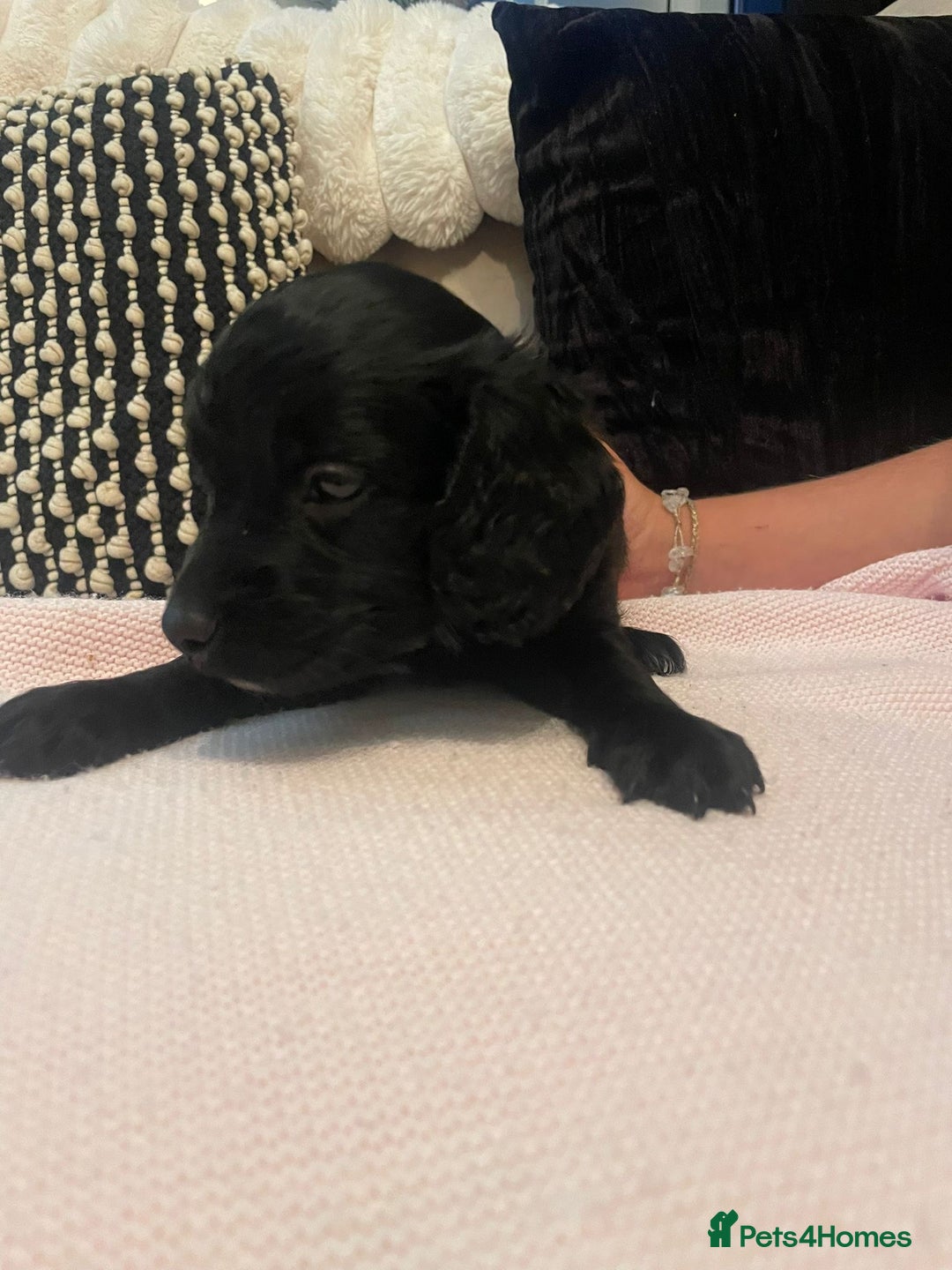 Cockapoo dogs for sale: 4 Stunning and Healthy cockapoos *2 girls 2boys* - Image 18