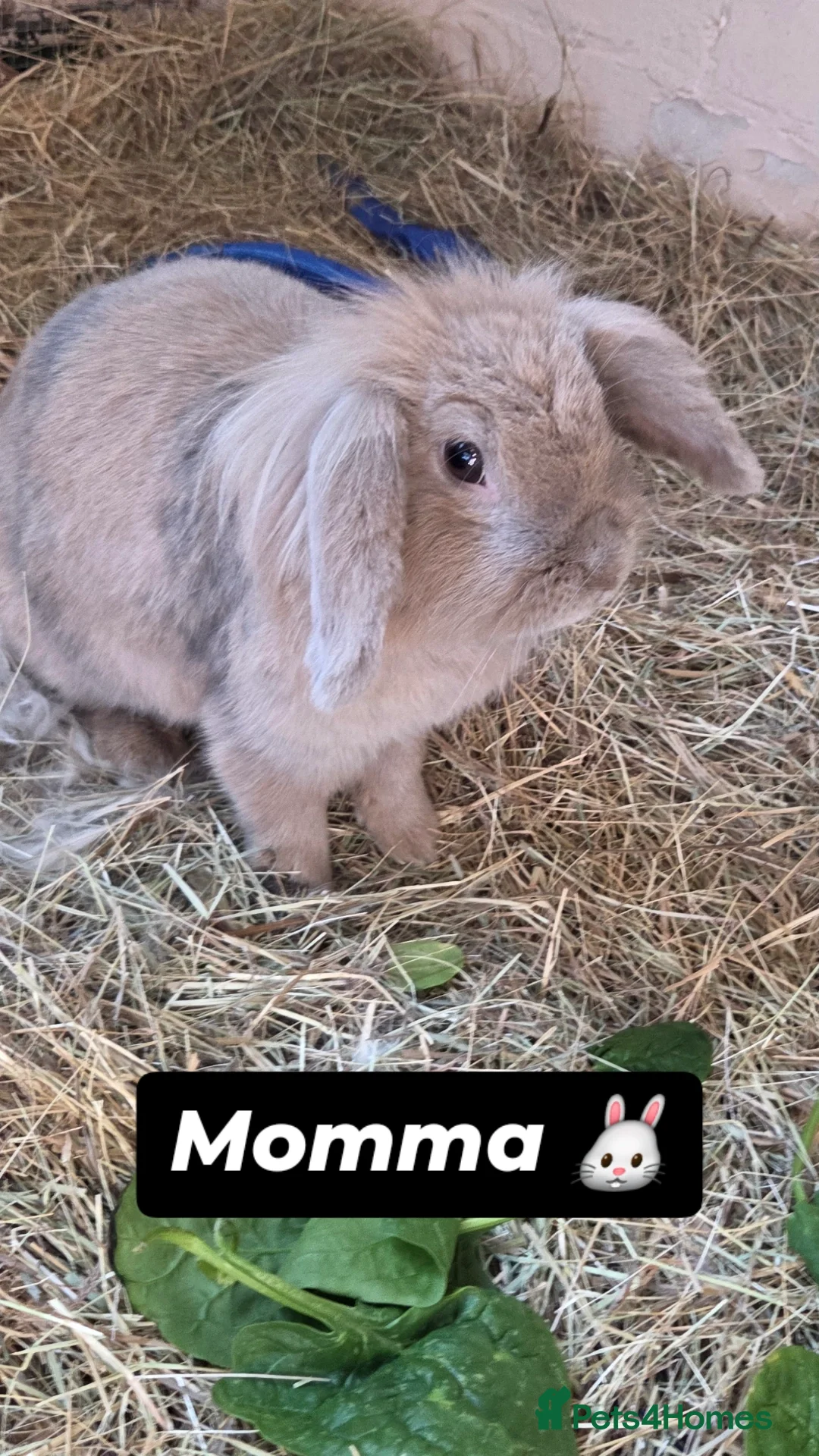 Mini Lion Lop rabbits for sale: 🐰champion line buns 🐰 - Advert 8