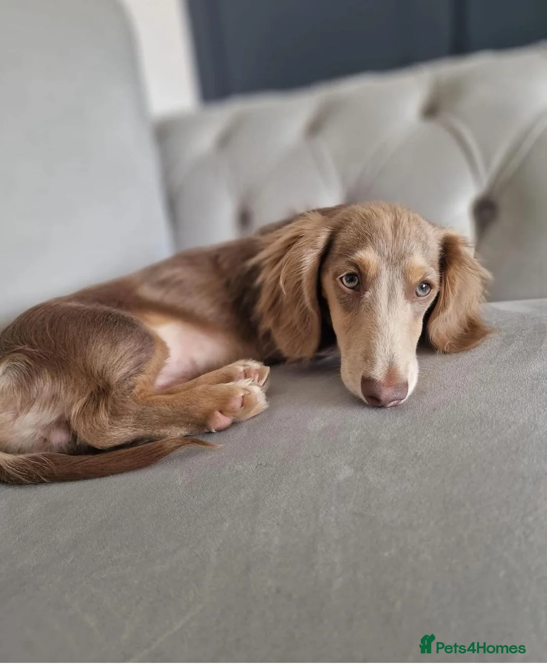 Miniature Dachshund dogs for stud: Long haired Isabella and tan stud  in Liverpool - Advert 1