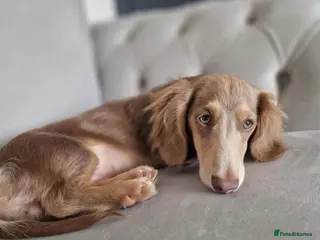 Miniature Dachshund dogs Long haired Isabella and tan stud in Liverpool - Advert 1