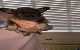 French Bulldog dogs for sale: Female French Bulldogs  - Image 3