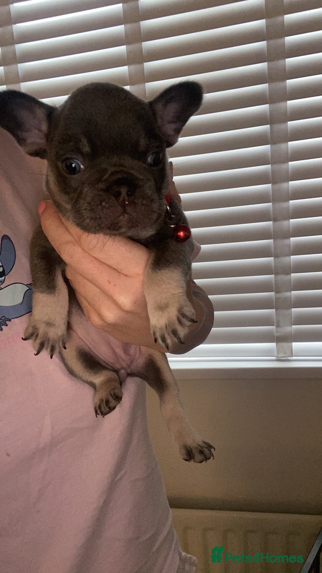 French Bulldog dogs for sale: Female French Bulldogs  - Image 3