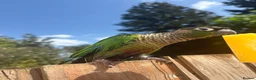 Conures birds for sale: Green cheek conure - Advert 9