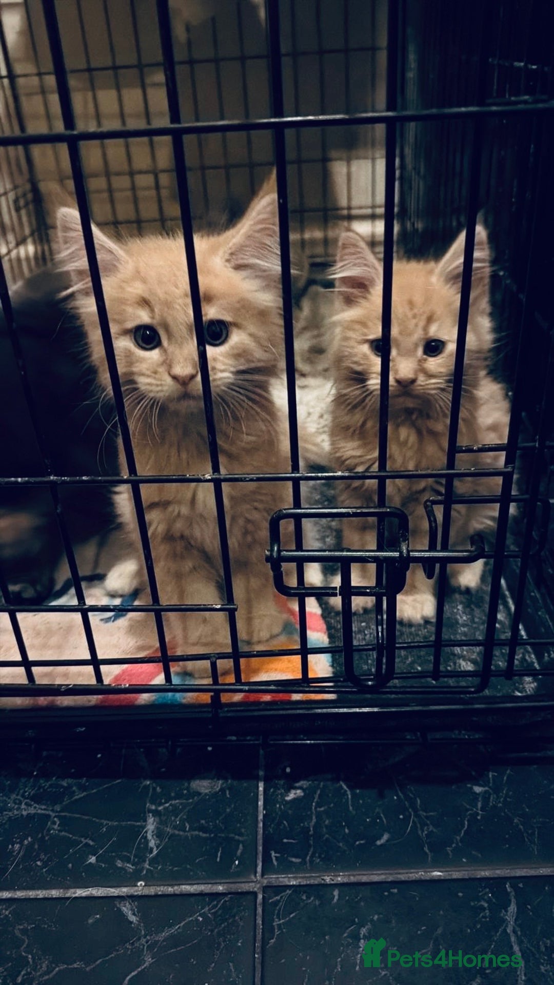 Maine Coon cats for sale:  Maine Coon Kittens – 3 Boys Available  - Advert 6