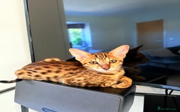 Savannah cats for sale: TICA Reg F3 Savannah Female Kitten ONE LEFT - Image 4