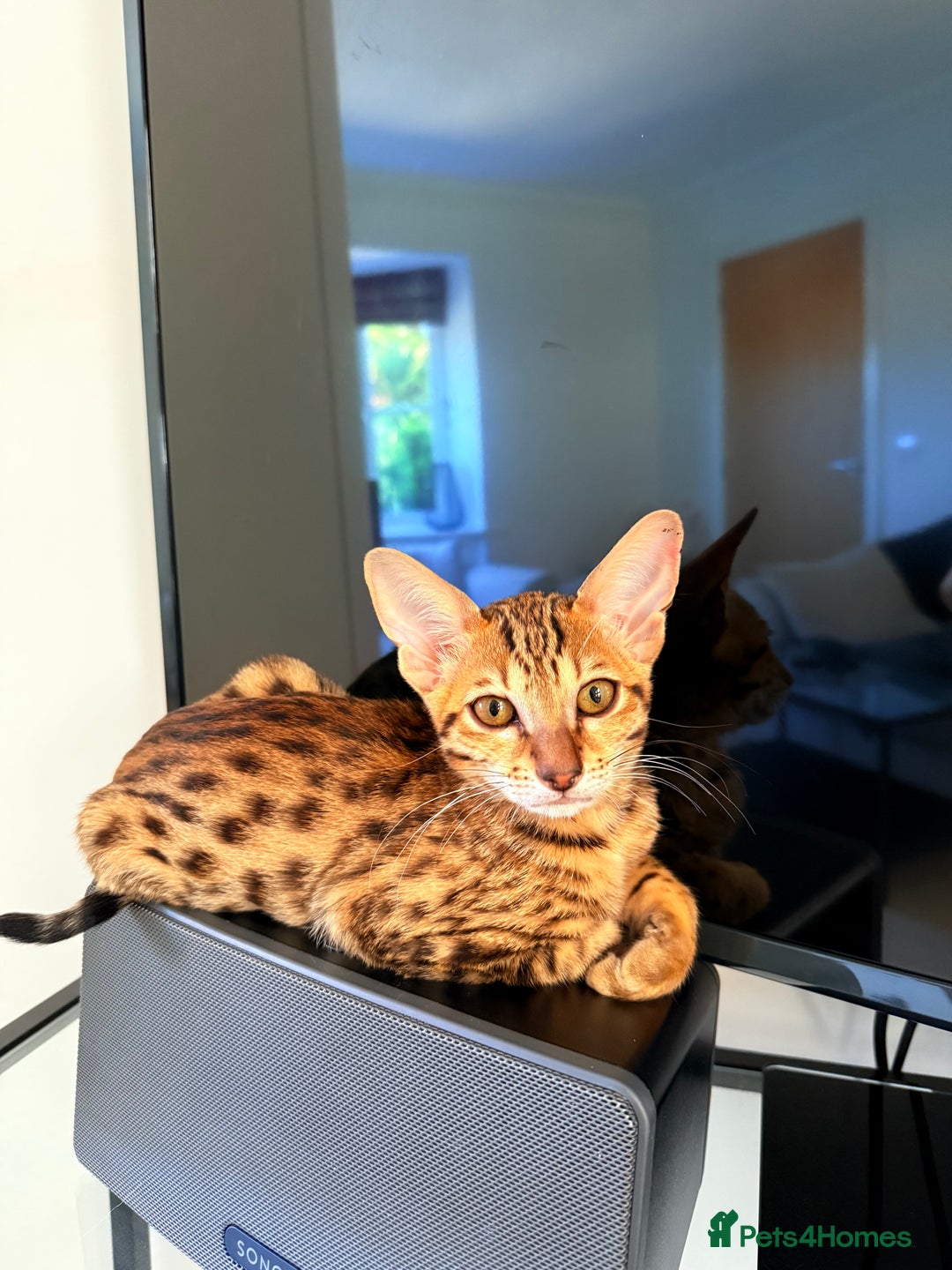 Savannah cats for sale: TICA Reg F3 Savannah Female Kitten ONE LEFT - Image 4