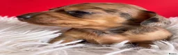 Miniature Dachshund dogs for sale: Miniature Dachshund Puppies Longhaired  - Advert 26
