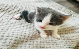 Mixed Breed cats for sale: Gorgeous Grey/White Black/White Kittens - Image 8