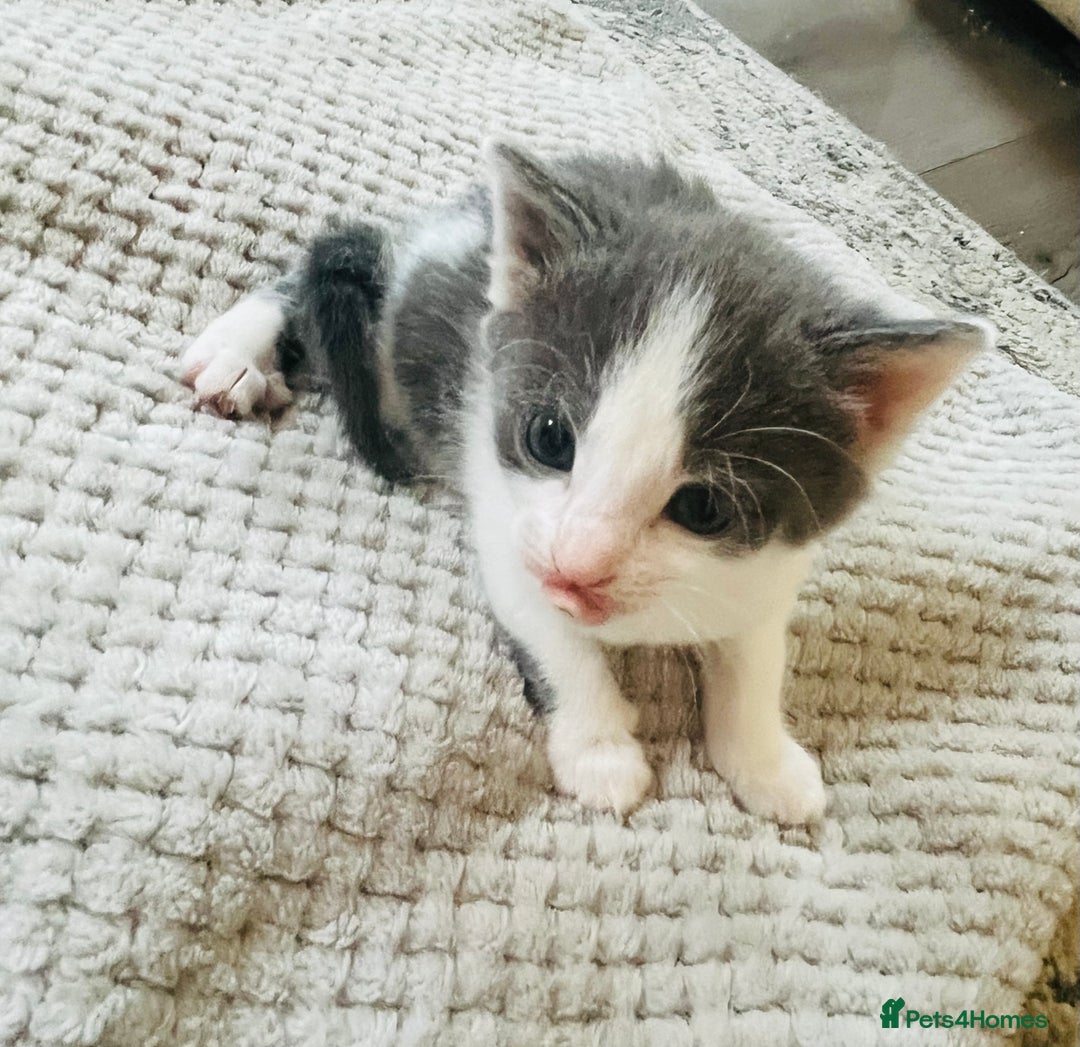 Mixed Breed cats for sale: Gorgeous Grey/White Black/White Kittens - Image 8