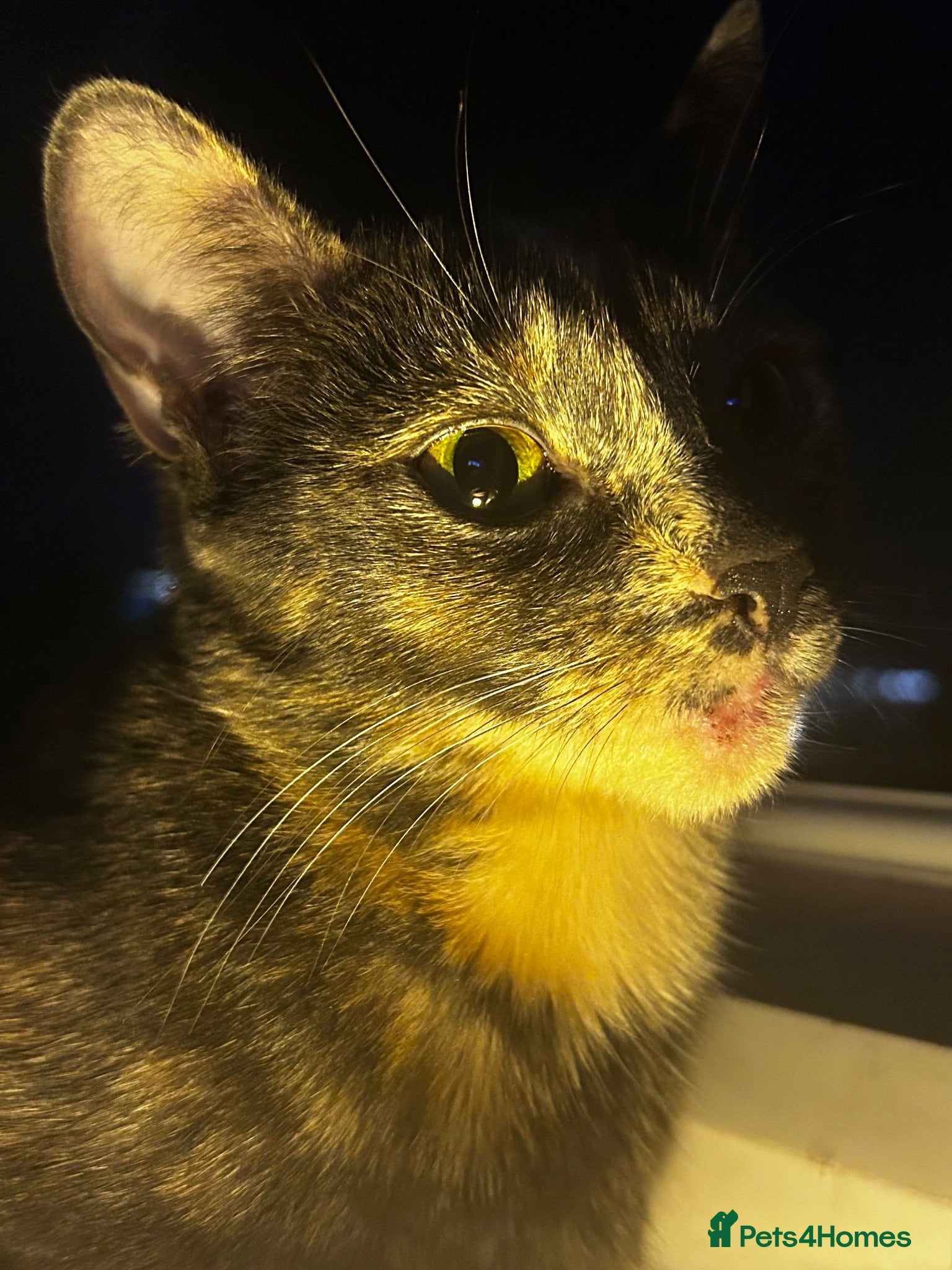 Mixed Breed cats Stunning Litter 7 Kittens - Come With Scratch Post - Advert 1