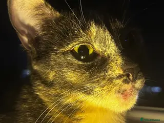 Mixed Breed cats Stunning Litter 7 Kittens - Come With Scratch Post - Advert 1